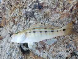 Image of Sand Perch