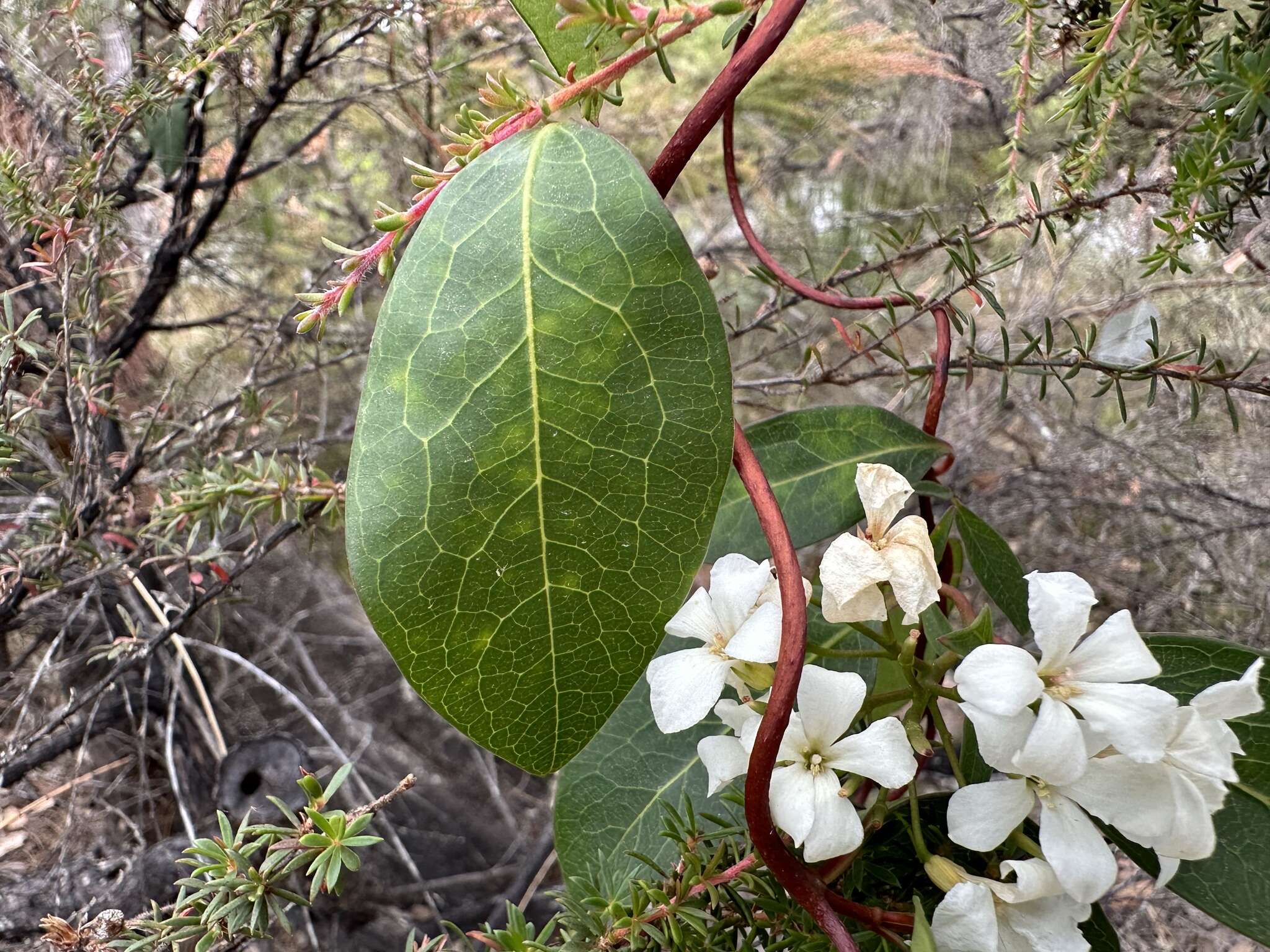 Image of Marianthus floribundus Putterl.