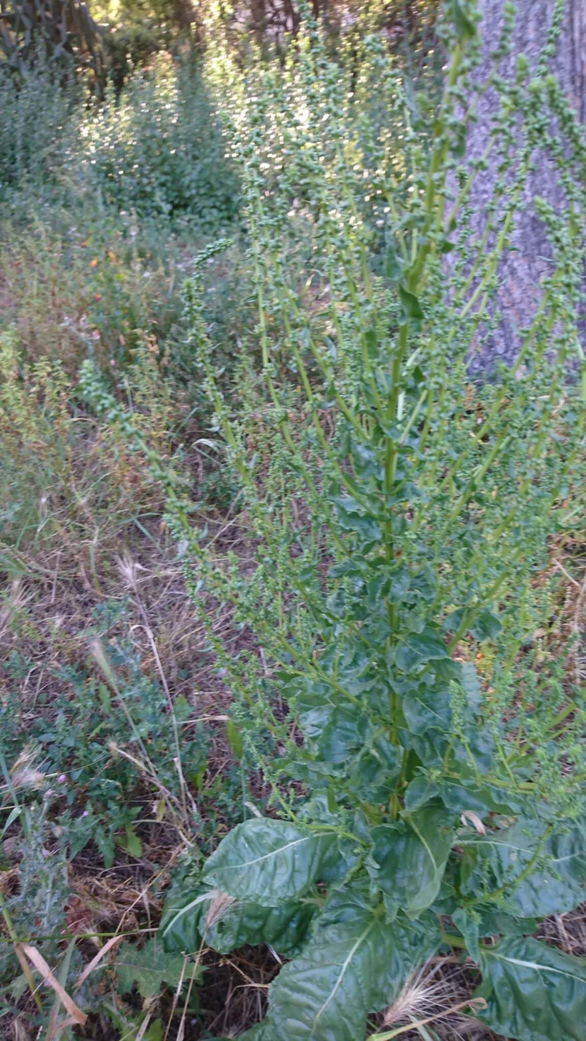 Image of common beet