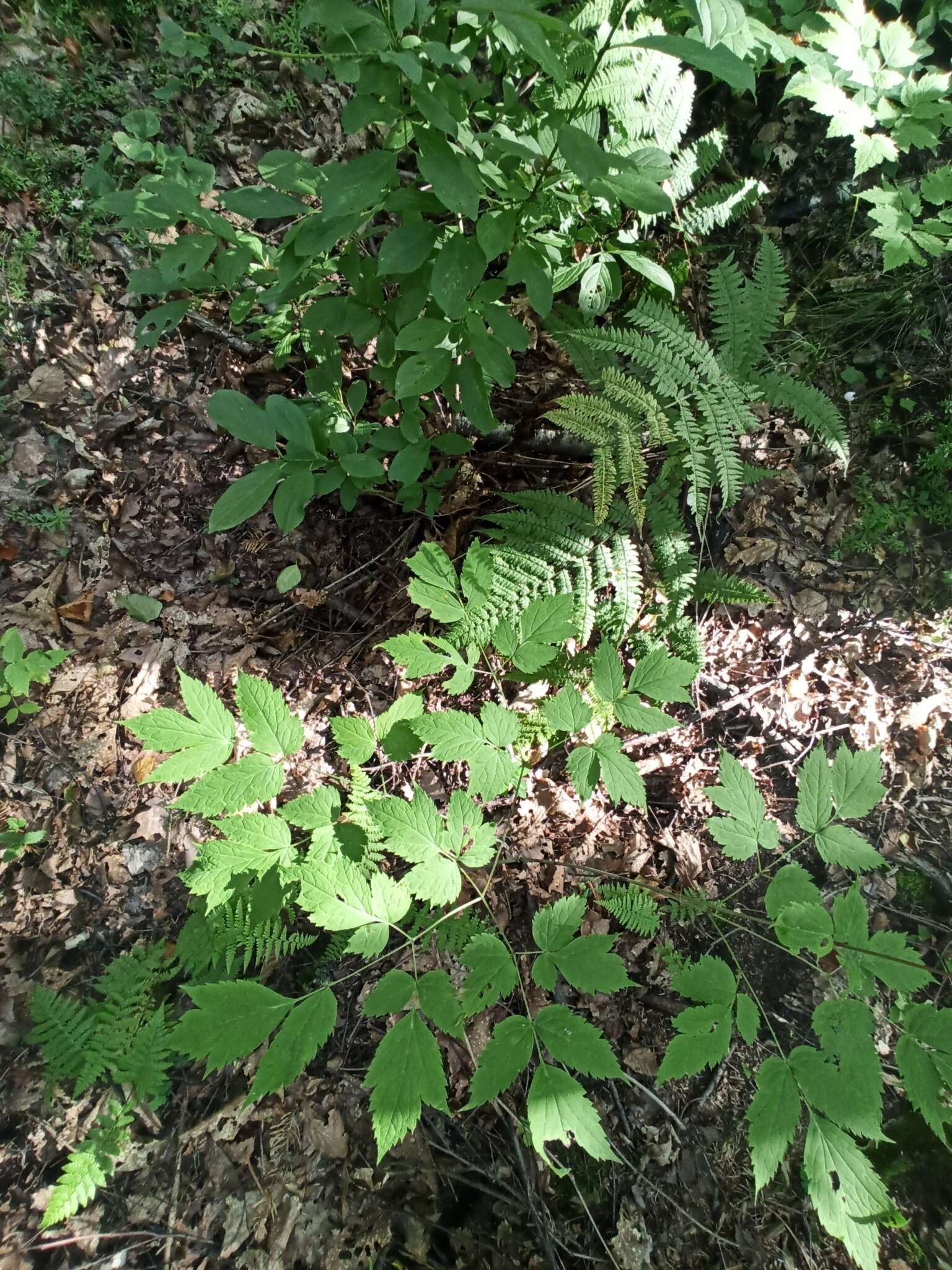 Image of Actaea spicata var. acuminata (Wall. ex Royle) Hara