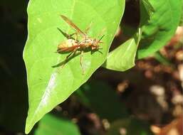 Image of Polistes japonicus de Saussure 1858