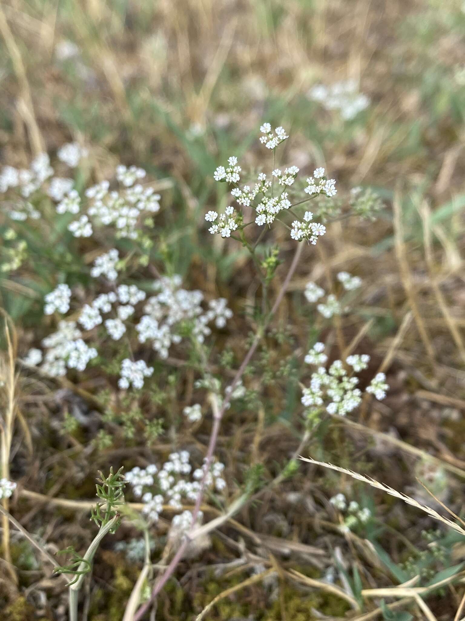 Image of Ammoides pusilla (Brot.) Breistr.