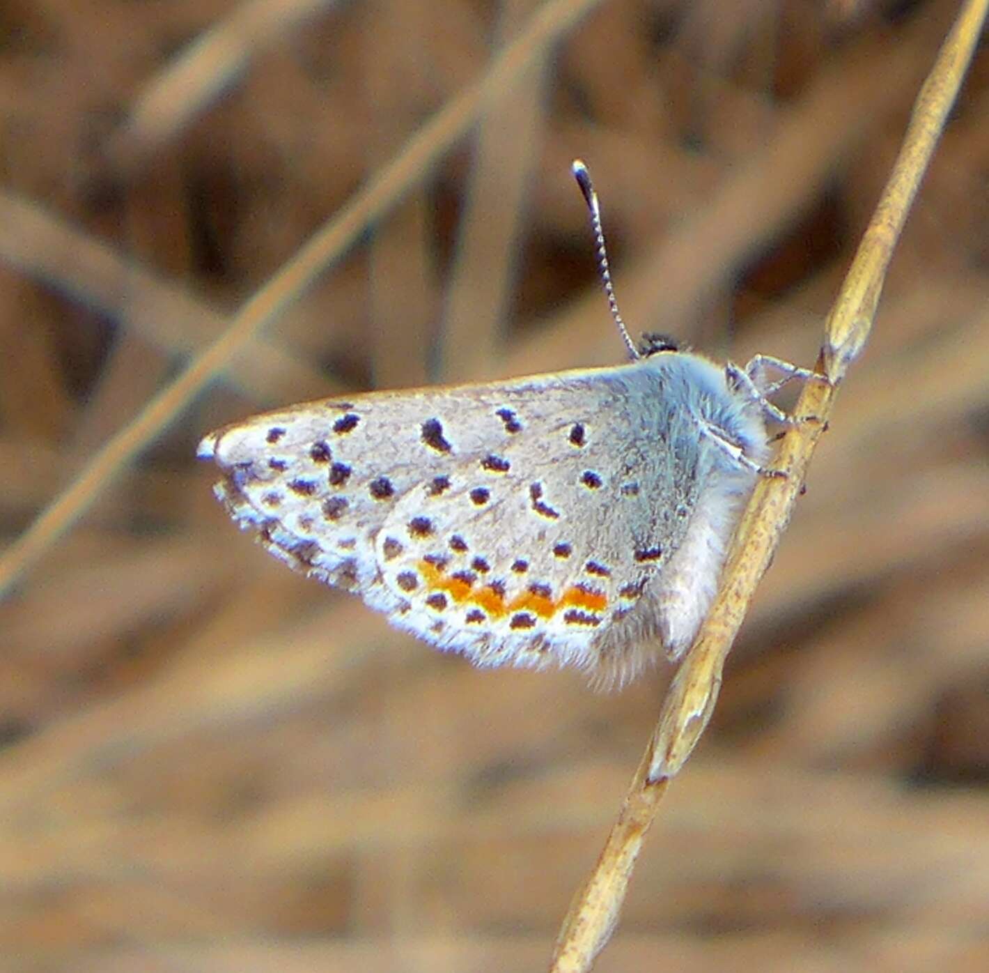 Euphilotes enoptes bayensis (Langston 1964)的圖片