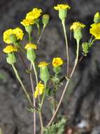 Image of French groundsel