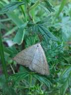 Imagem de Polypogon tentacularia Linnaeus 1758