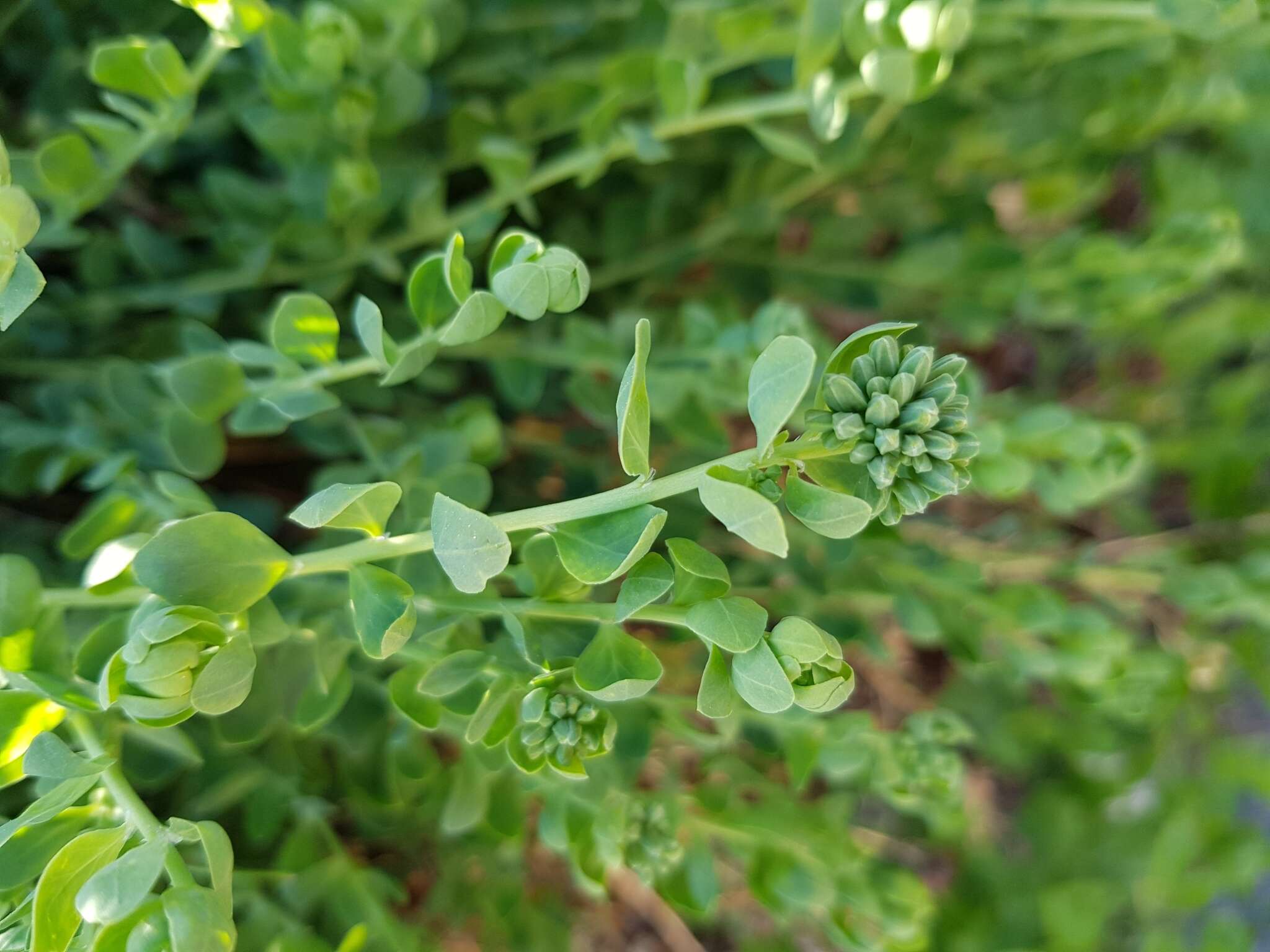 صورة Telephium imperati L.