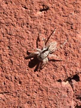 Image of Gray Wall Jumper