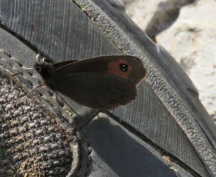 Image of Piedmont Ringlet