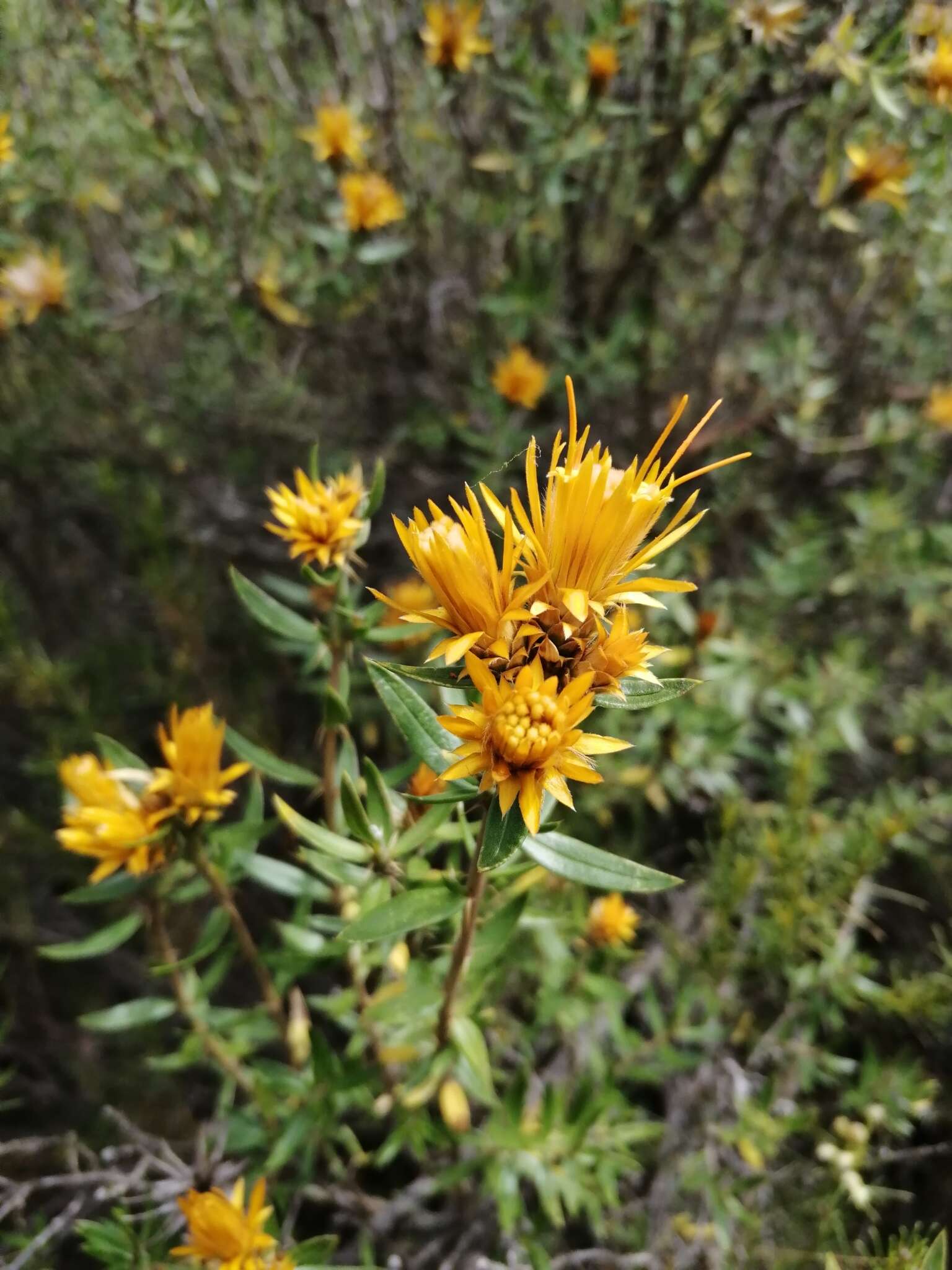 Image of Chuquiraga parviflora (Griseb.) Hieron.