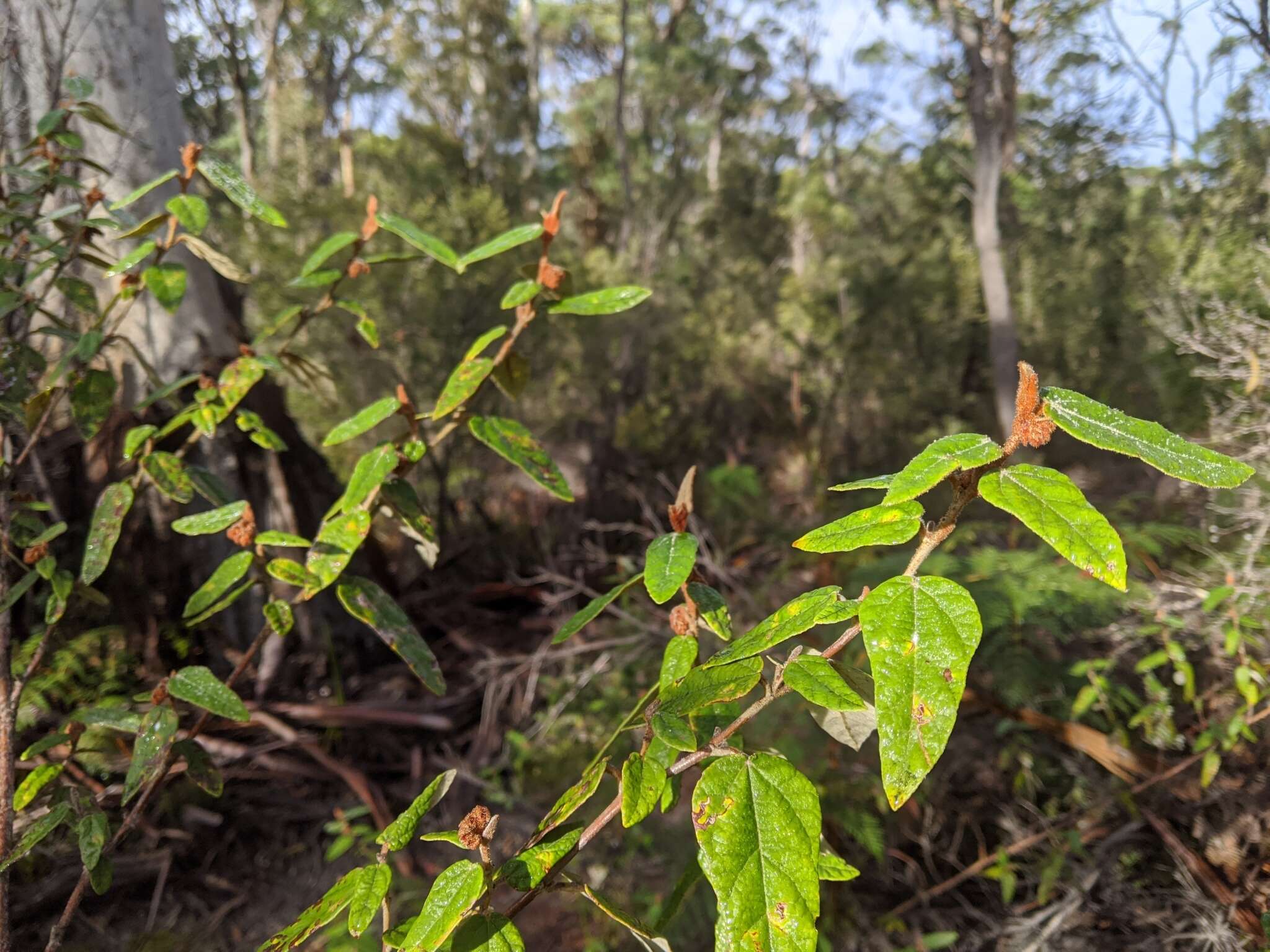 Image of Lasiopetalum macrophyllum R. Grah.