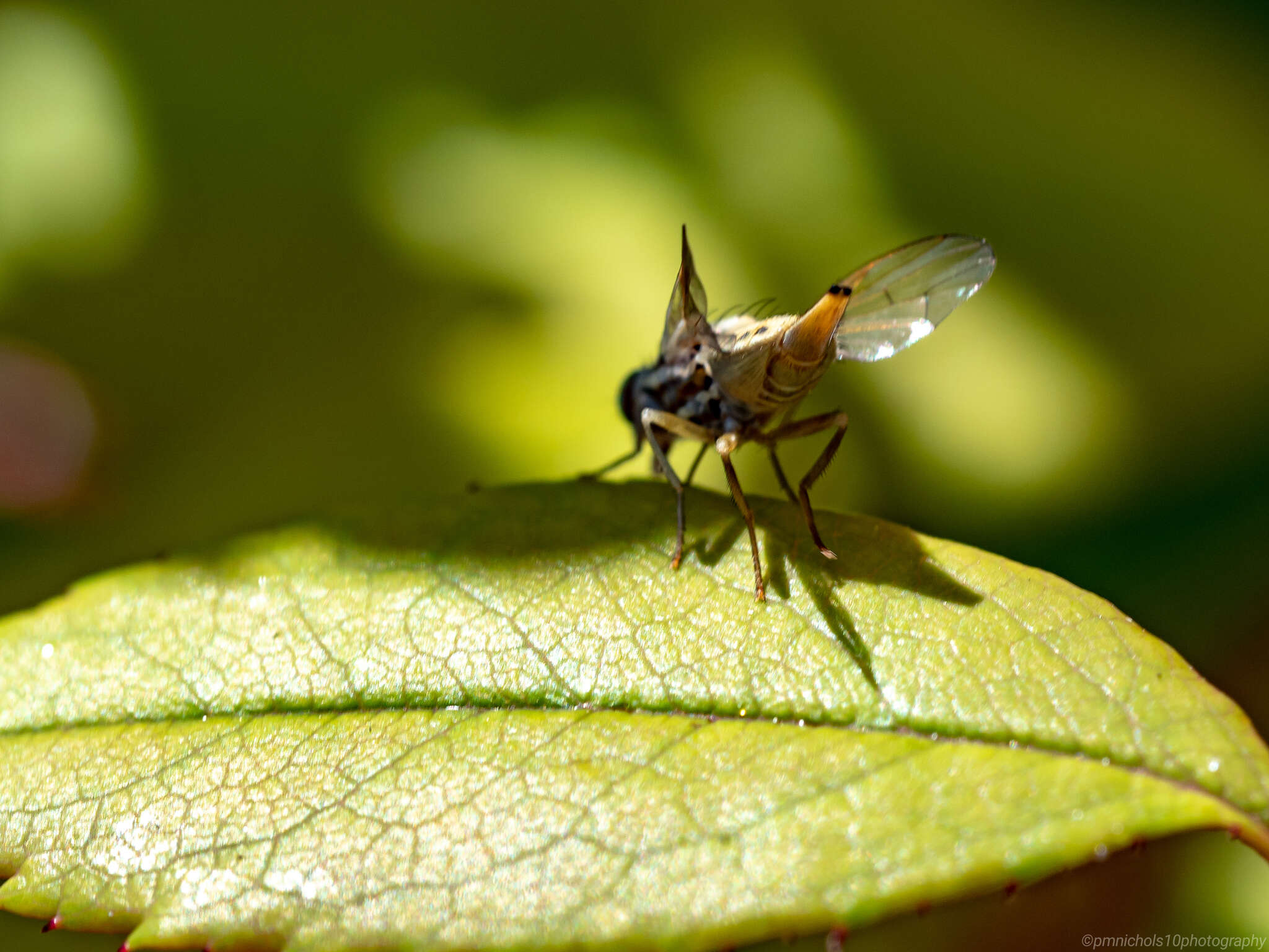 Imagem de Terellia serratulae (Linnaeus 1758)