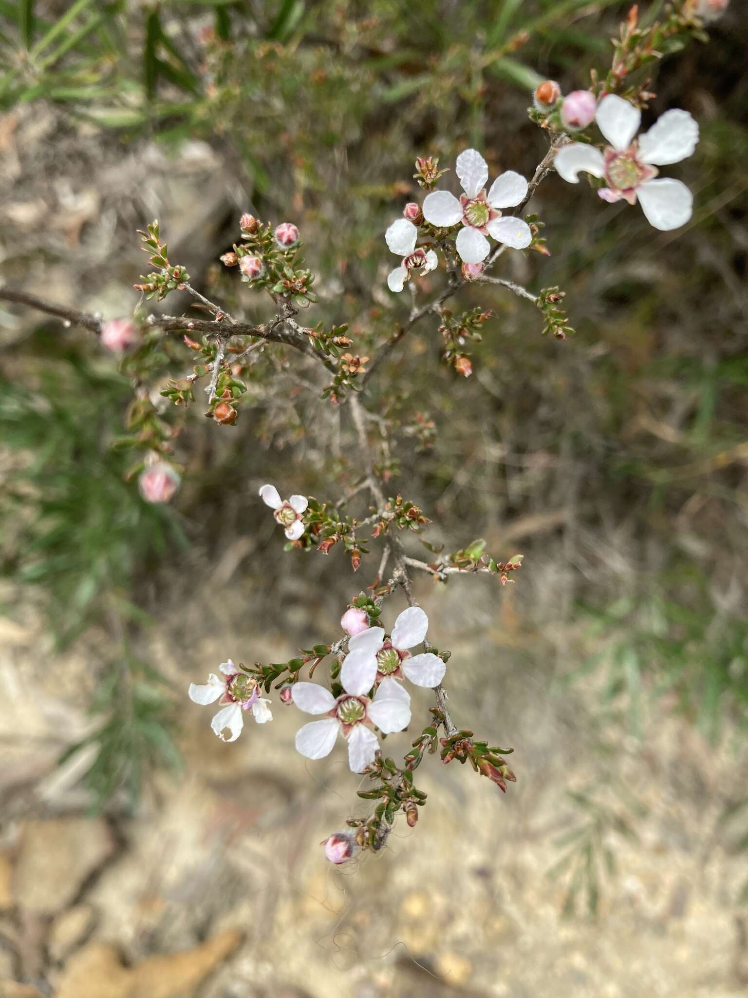 Sivun Leptospermum parvifolium Sm. kuva