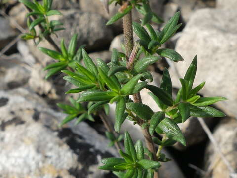 صورة Micromeria graeca (L.) Benth. ex Rchb.