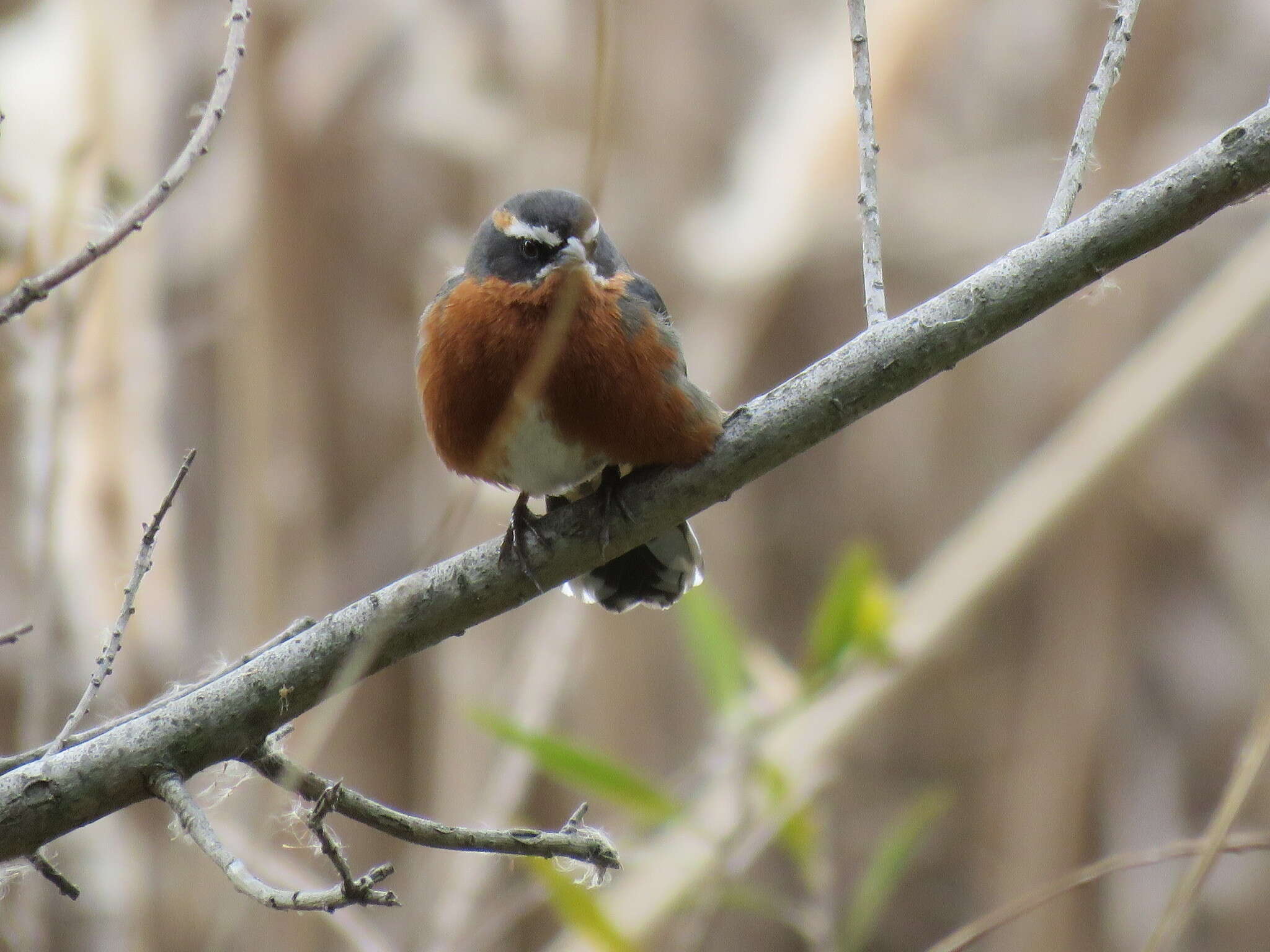 Image of Black-and-rufous Warbling Finch