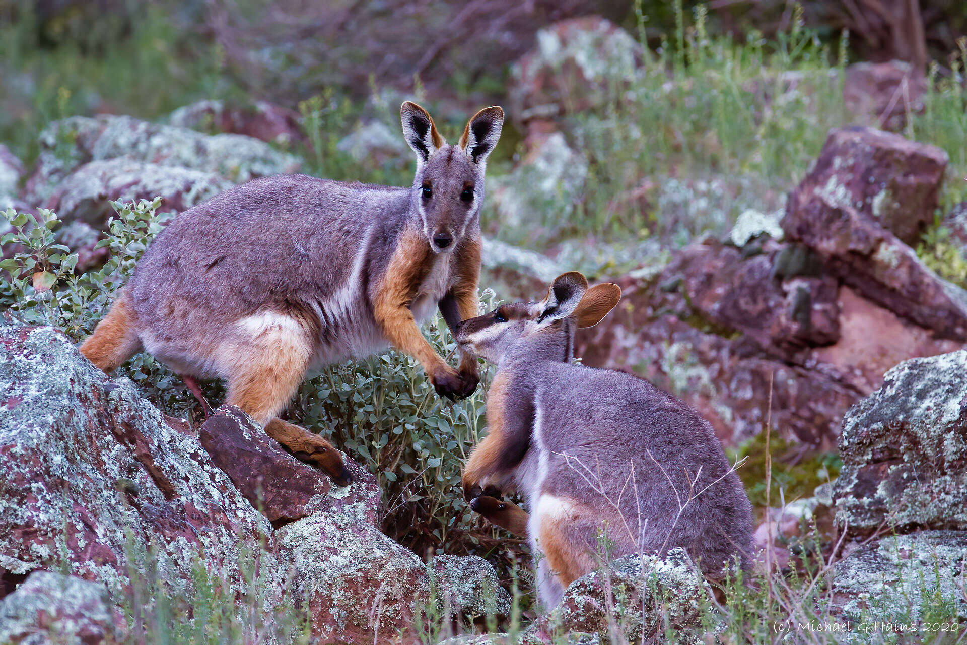 Image of Ring-tailed Rock Wallaby