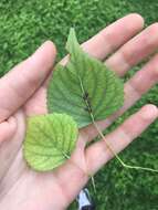 Image of Populus mexicana subsp. mexicana