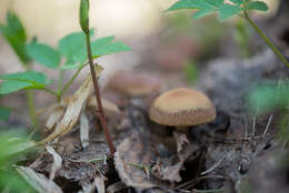 Image of Psathyrella spadiceogrisea (Schaeff.) Maire 1937