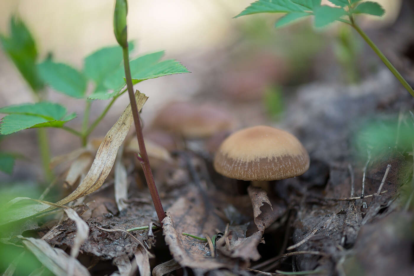 Imagem de Psathyrella spadiceogrisea (Schaeff.) Maire 1937