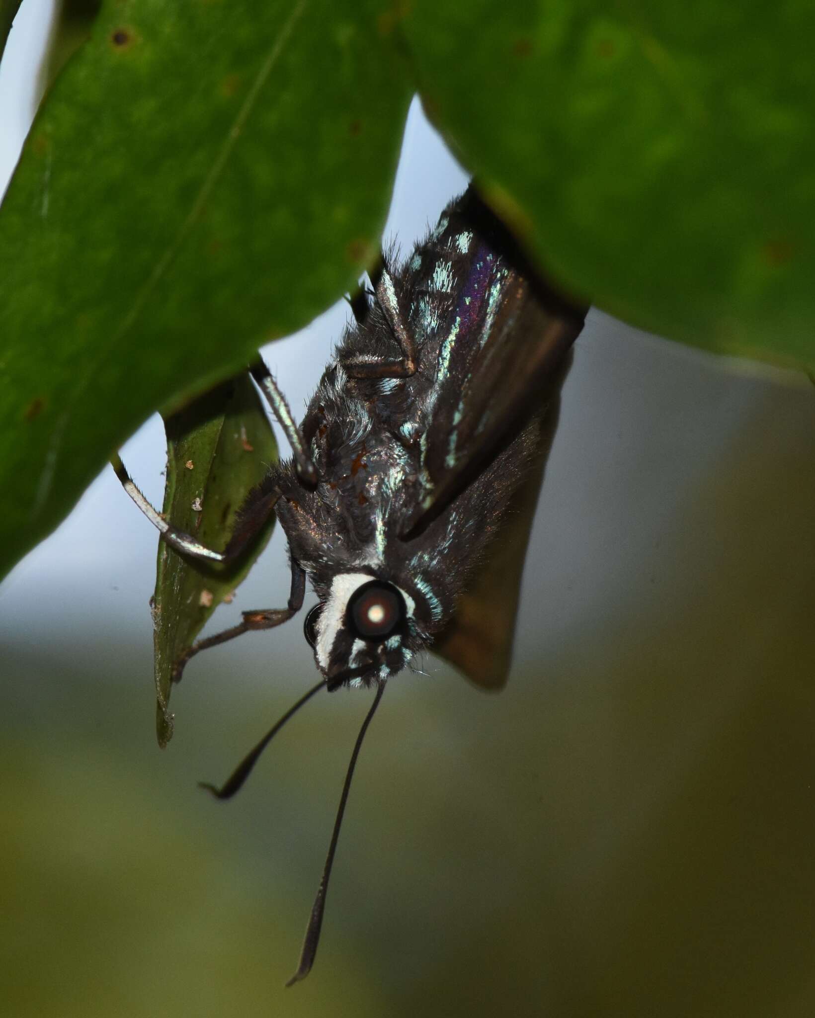 Plancia ëd Phocides pigmalion Cramer 1779