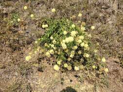 Image de Cephalaria coriacea (Willd.) Roem. & Schult. ex Steudel