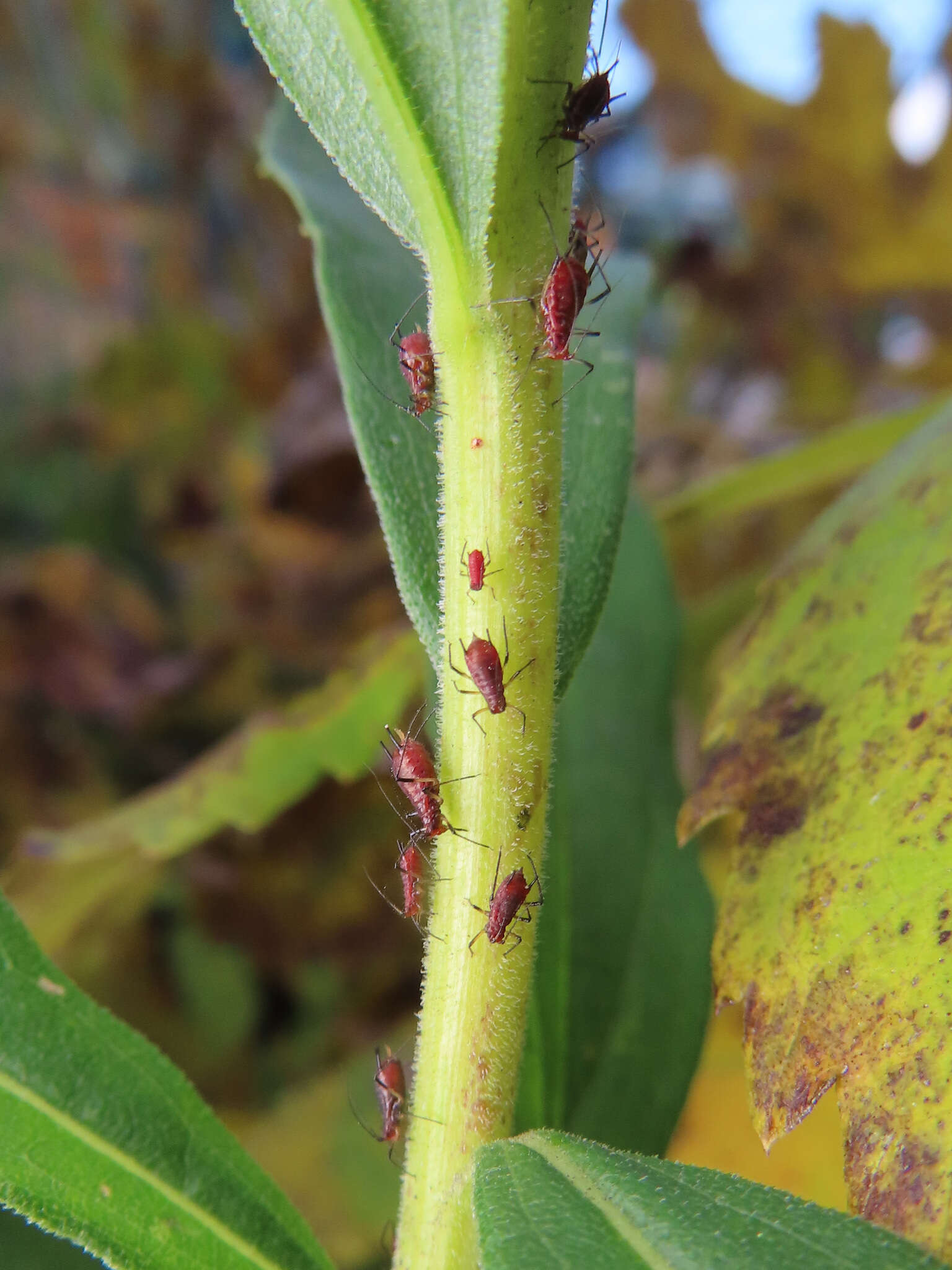 Image of Red Goldenrod Aphid