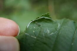 Image of Hazel Slender