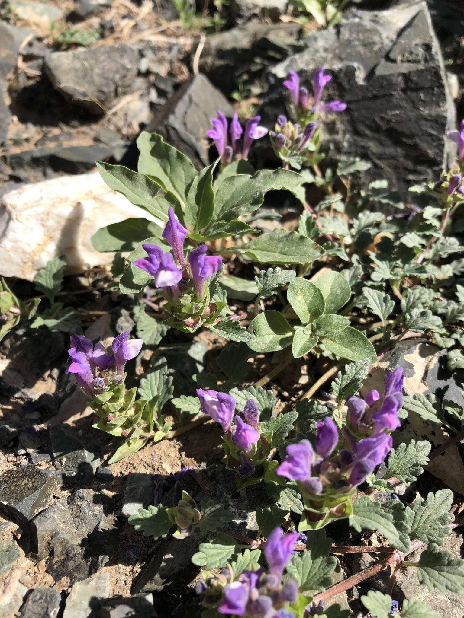 Image de Scutellaria grandiflora Sims