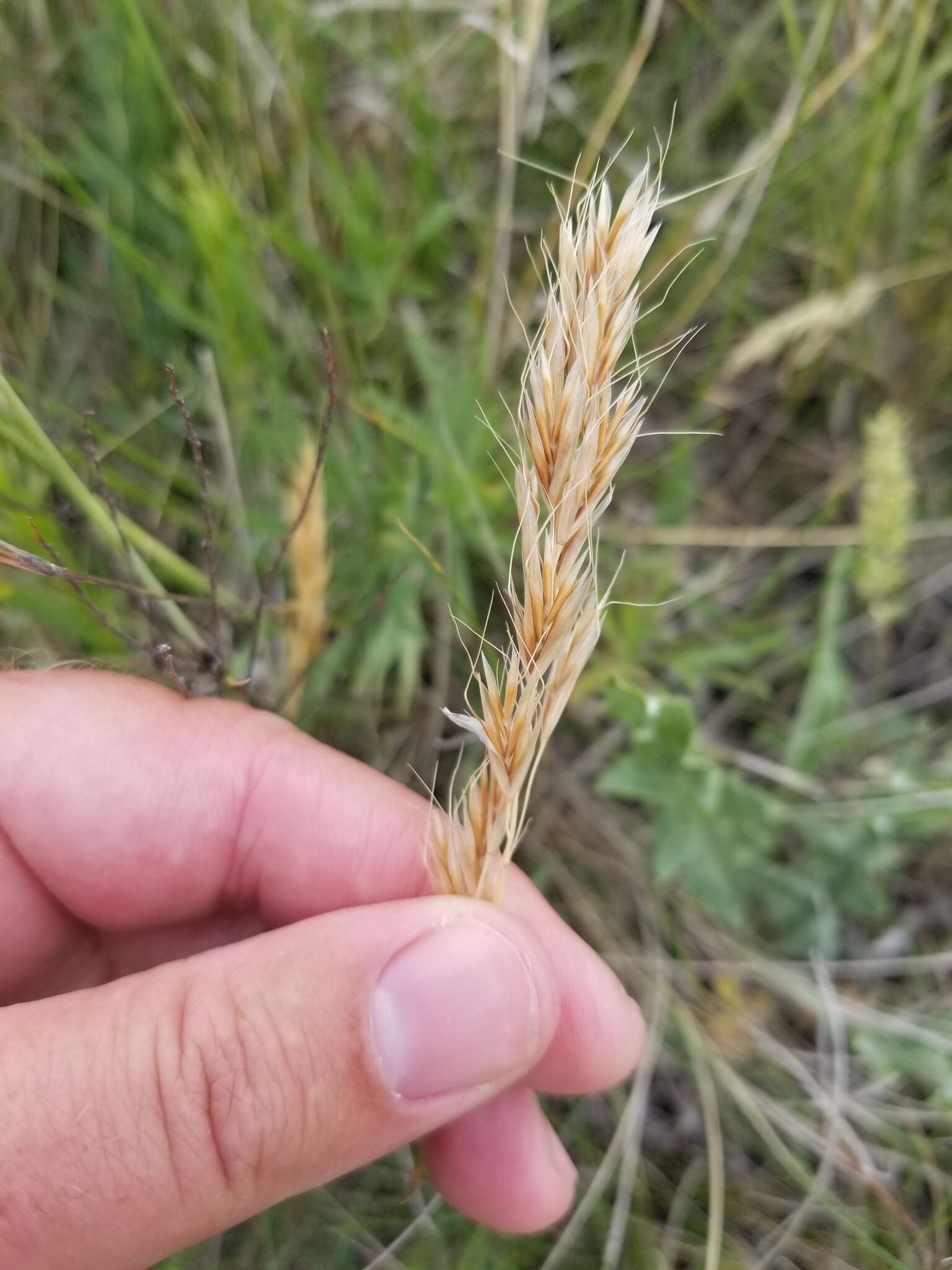 صورة Helictochloa hookeri (Scribn.) Romero Zarco