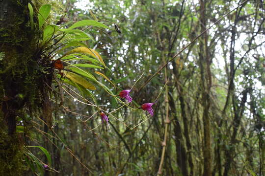 Image of Masdevallia chaparensis T. Hashim.