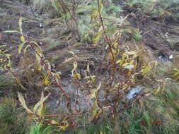 Image of tea-leaved willow