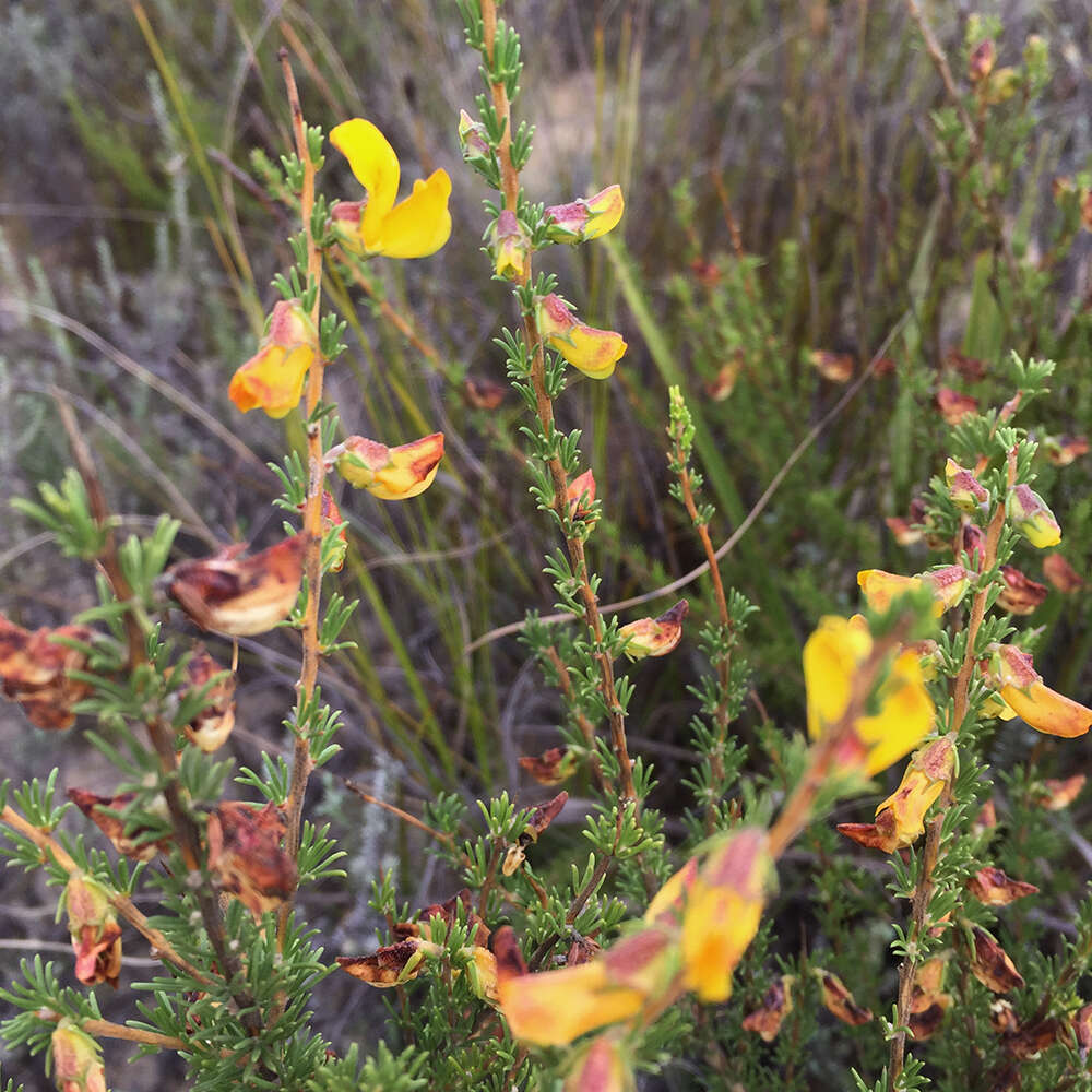 Image of Aspalathus arida subsp. procumbens (E. Mey.) R. Dahlgren