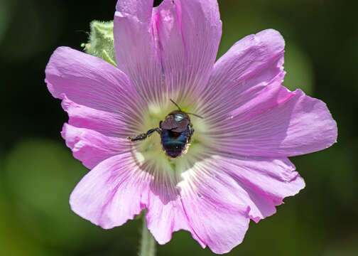 Plancia ëd Xylocopa iris (Christ 1791)