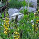 Image of Crotalaria maypurensis Kunth