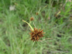 صورة Cyperus manimae Kunth