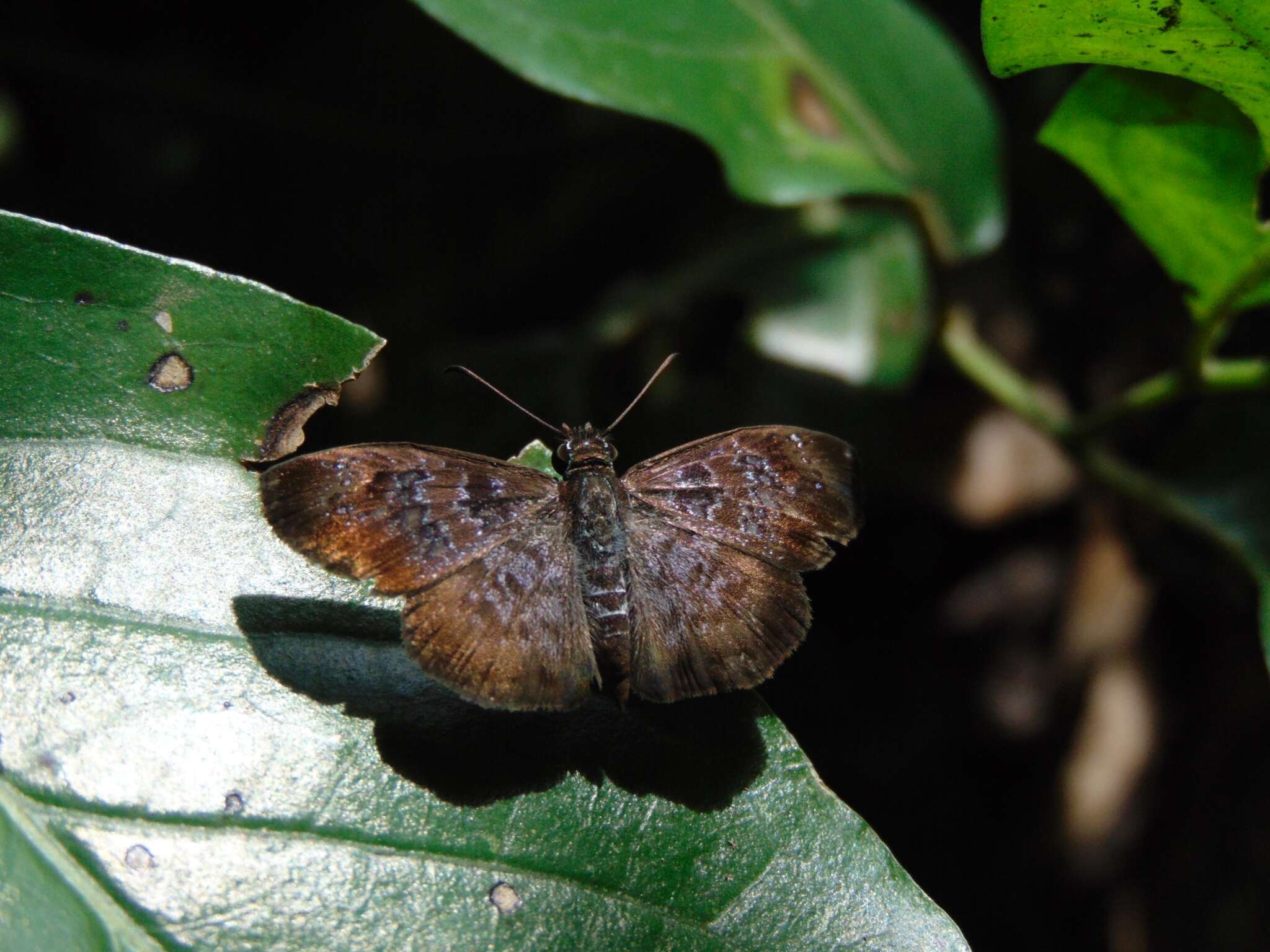 Image of <i>Sostrata nordica</i> Evans 1953