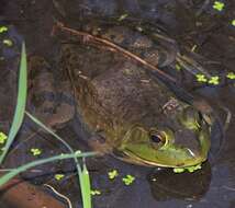 Слика од Lithobates catesbeianus (Shaw 1802)