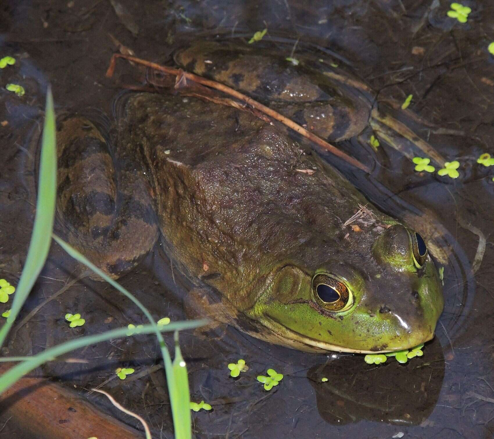 Image of American Bullfrog