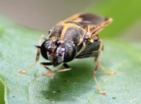 Image of Hermetia aurata Bellardi 1859