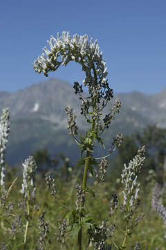 Aconitum orientale var. ponticum Rapaics的圖片