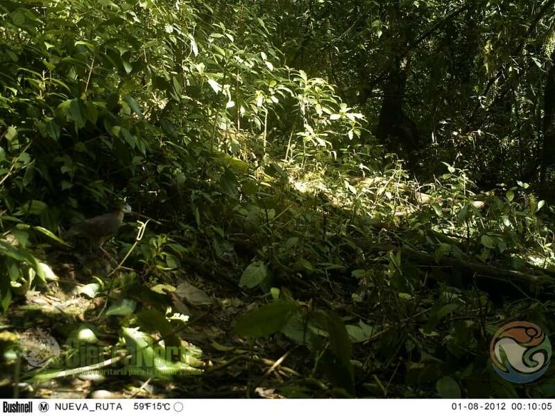 Image of White-faced Quail-Dove