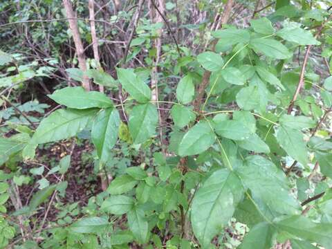 Image of common pricklyash