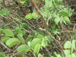 Image of Kalahari bauhinia