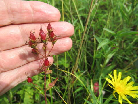 Plancia ëd Hypericum attenuatum Fisch. ex Choisy