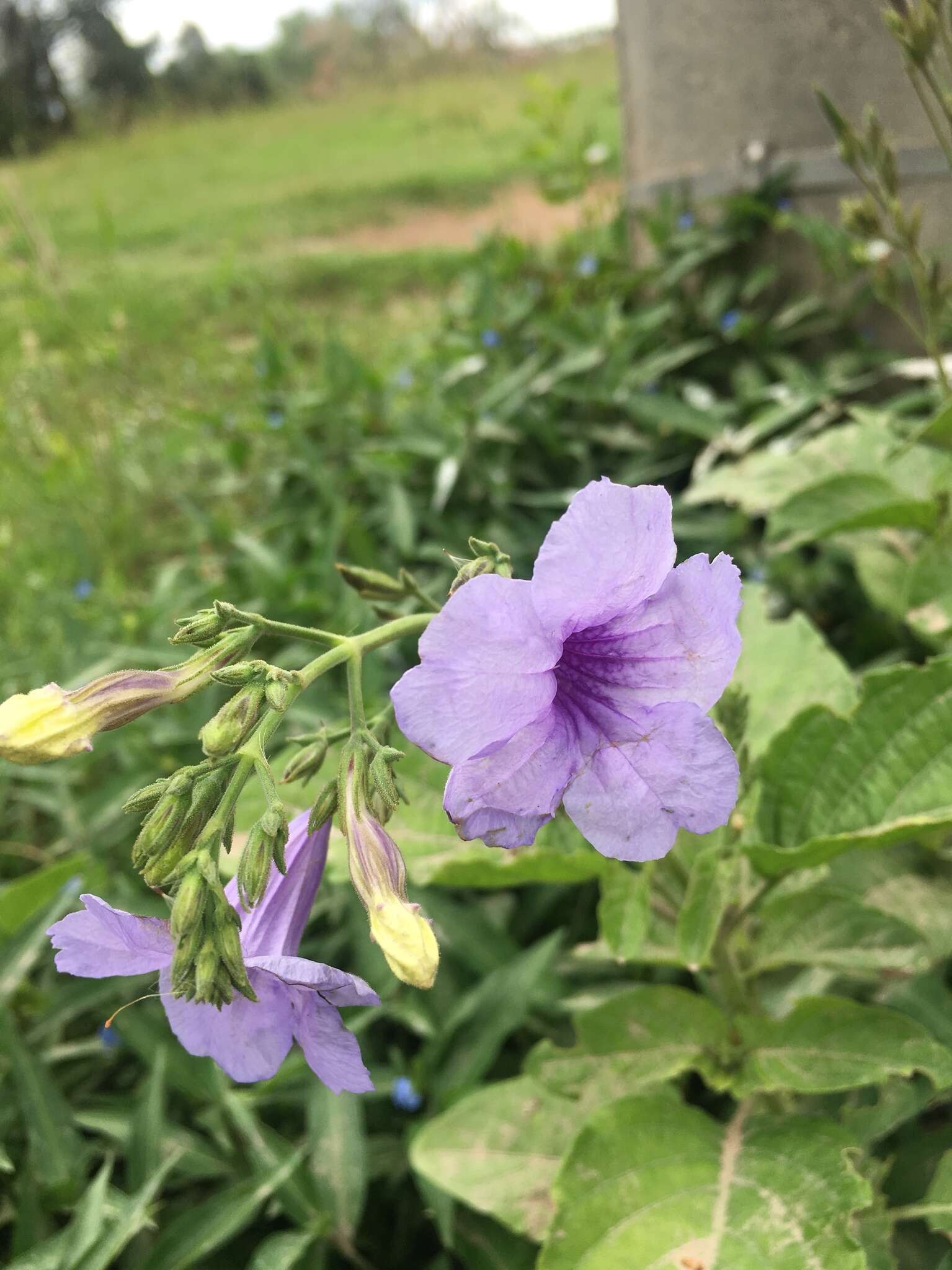 Image of hairyflower wild petunia