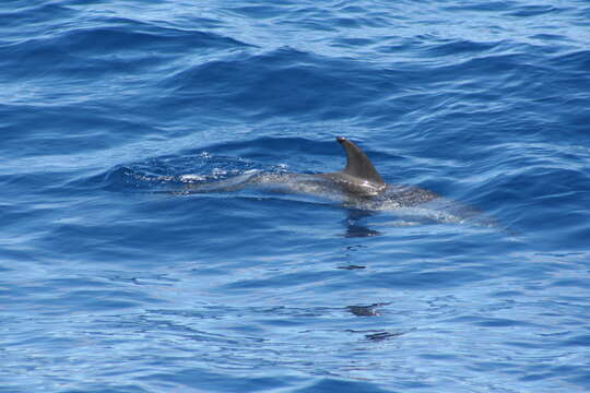 Image de Dauphin Tacheté De L'Atlantique