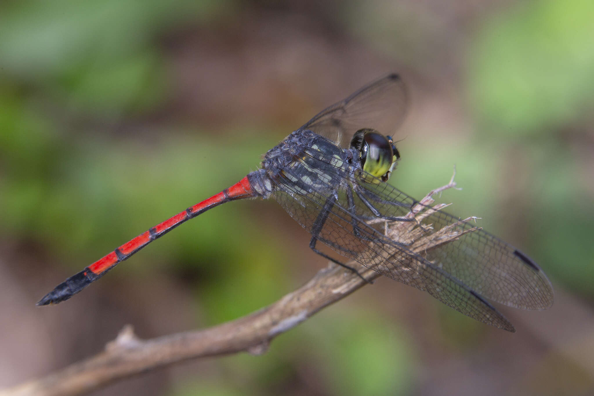 Image of Agrionoptera insignis (Rambur 1842)