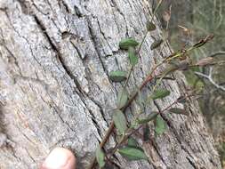 Image of Phyllanthus gunnii Hook. fil.