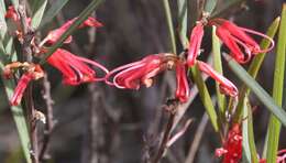 Image of Grevillea granulosa Mc Gill.