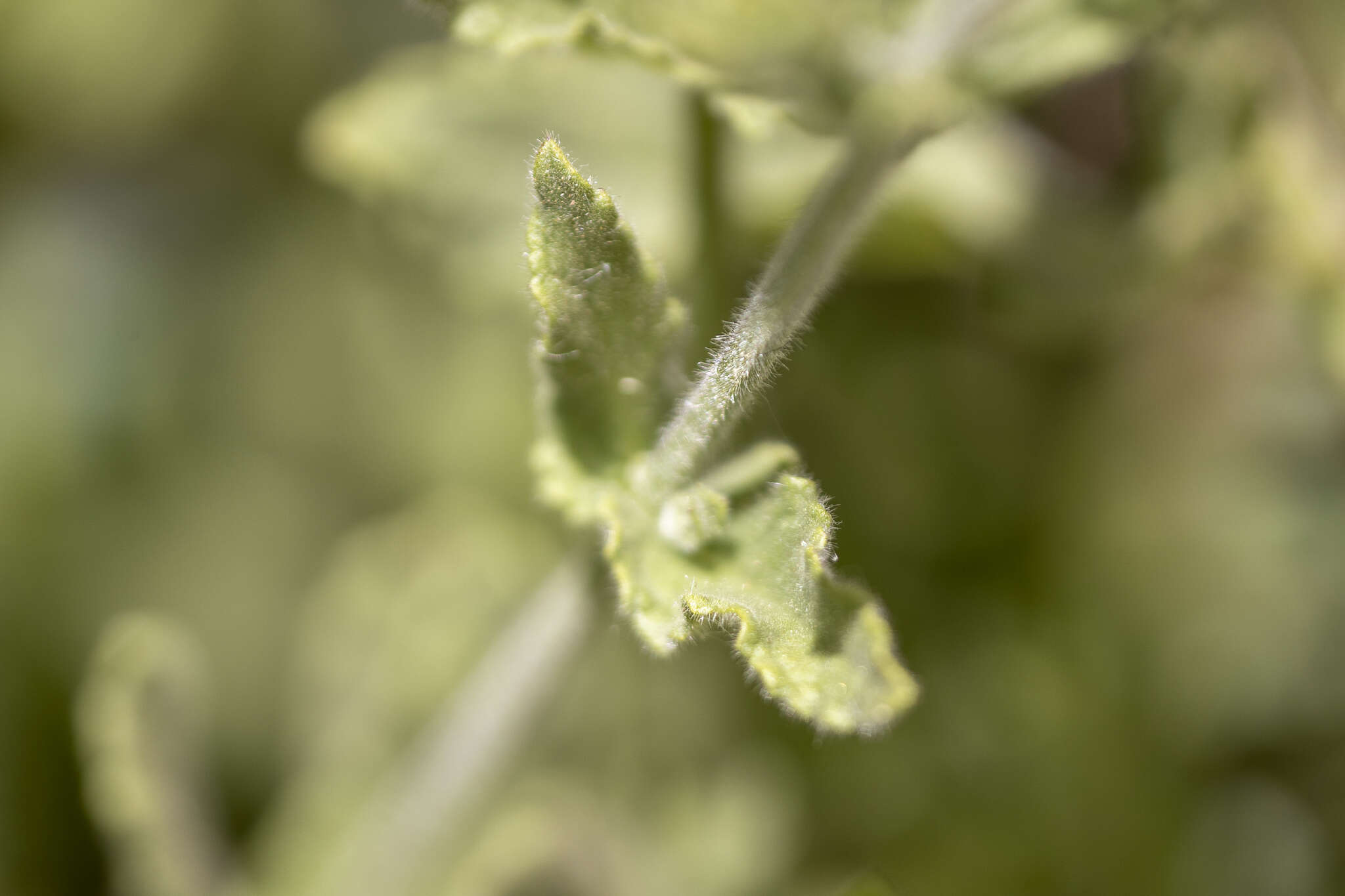 Image of Sonoma Hedge-Nettle