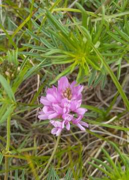 Image of Astragalus versicolor Pall.